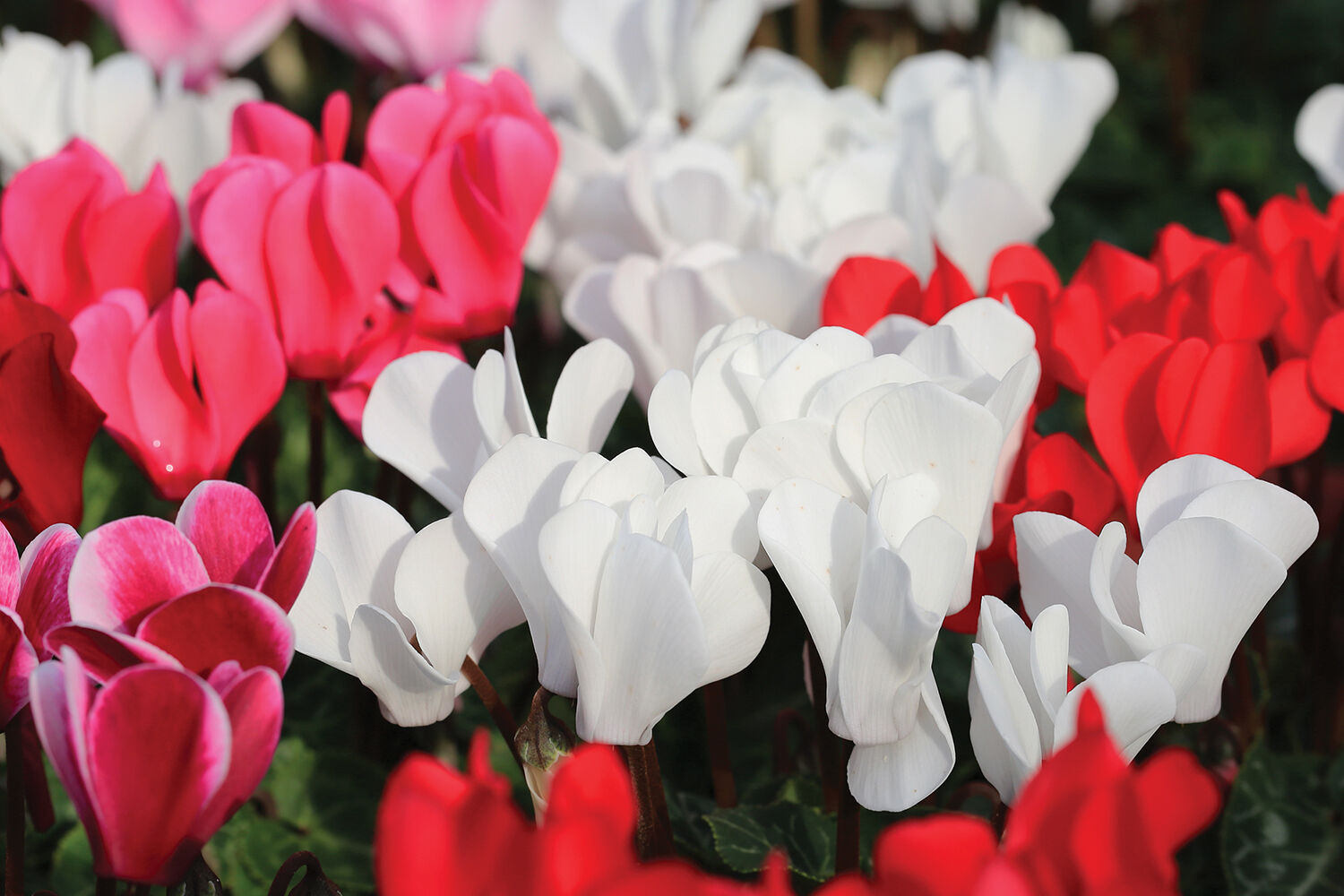 Beautiful,Blooming,Cyclamen,In,Sunny,December